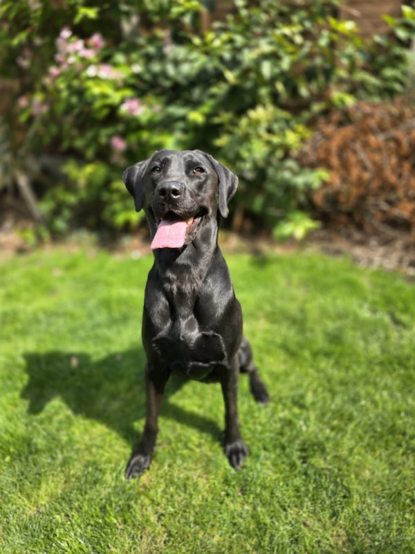 Tilly - Image 6