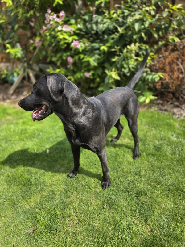 Tilly - Image 7