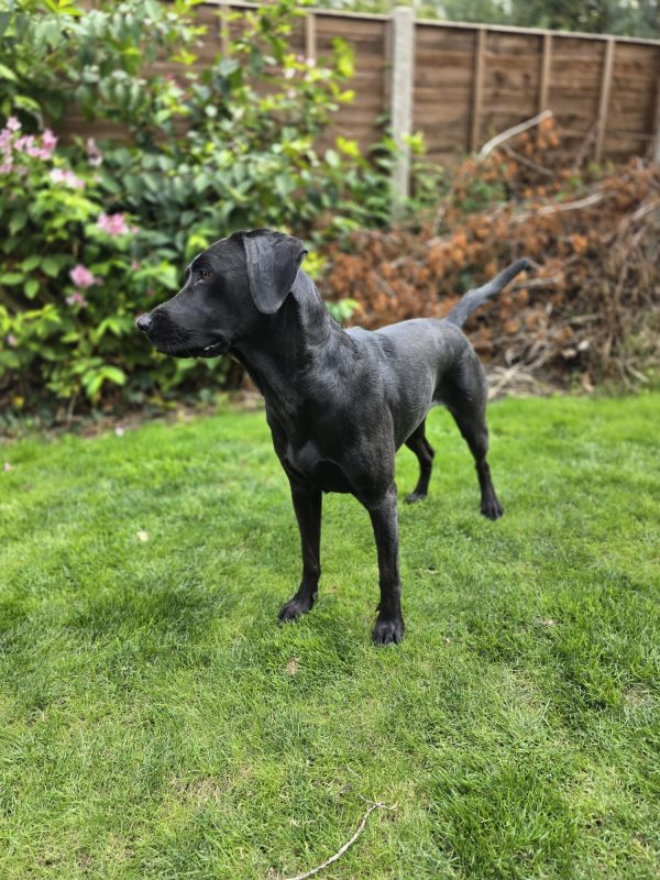 Tilly - Image 8