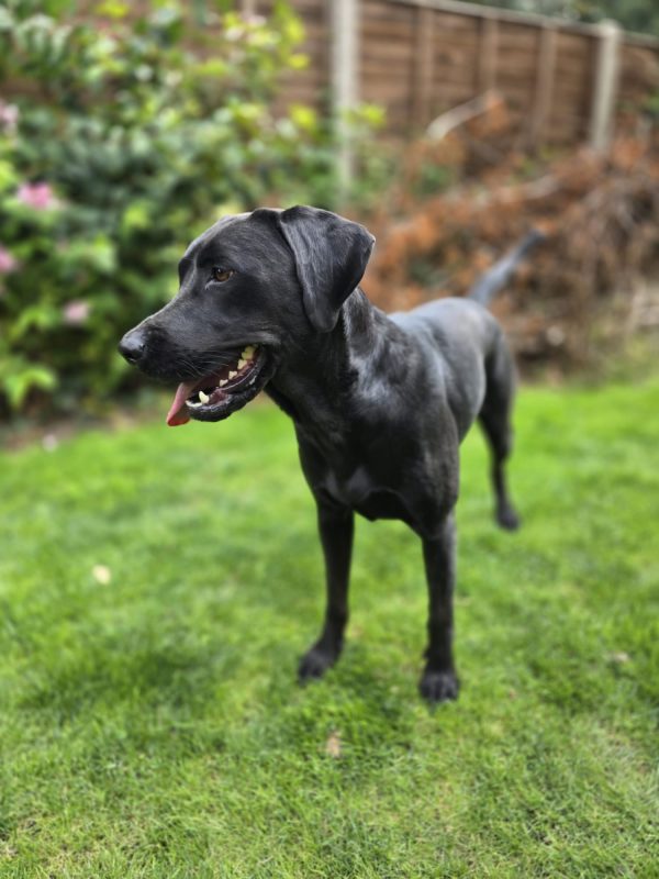 Tilly - Image 2