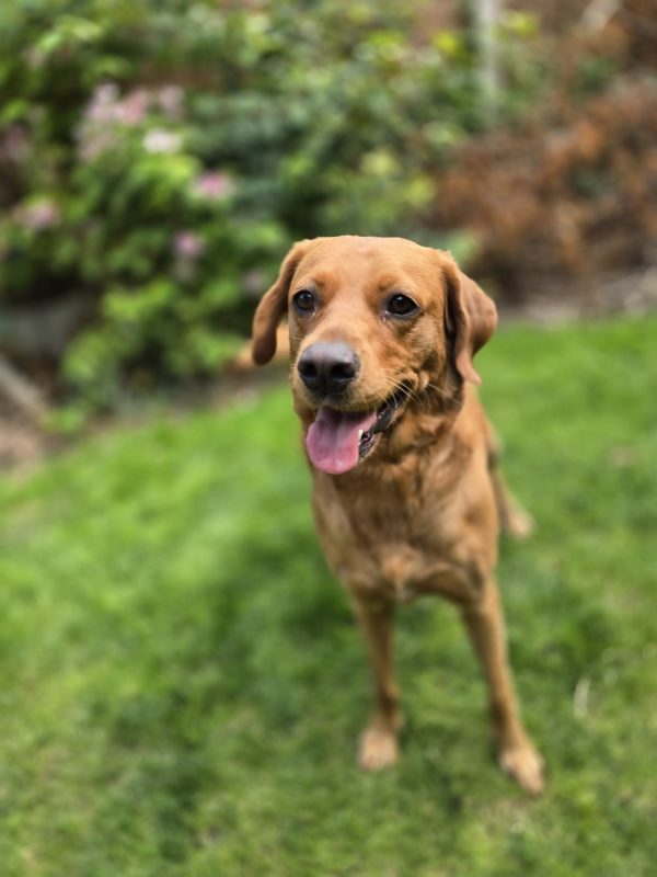 Ruby - Image 8