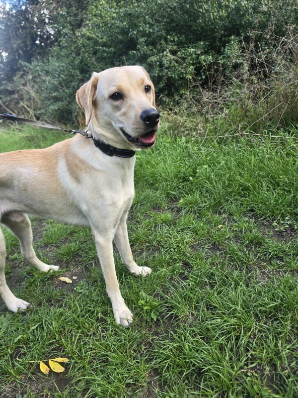 Trained Pedigree Labrador For Sale – Meet Willow - Image 3