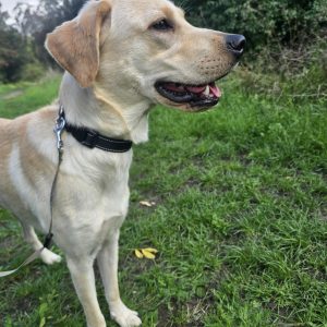 Trained Pedigree Labrador For Sale – Meet Willow