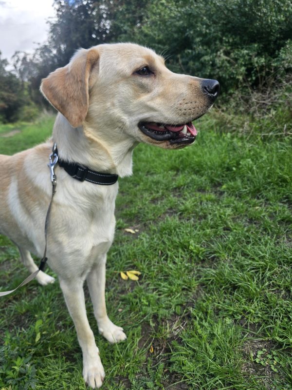 Trained Pedigree Labrador For Sale – Meet Willow