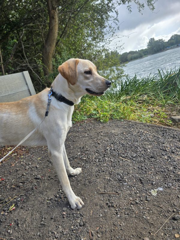 Trained Pedigree Labrador For Sale – Meet Willow - Image 2
