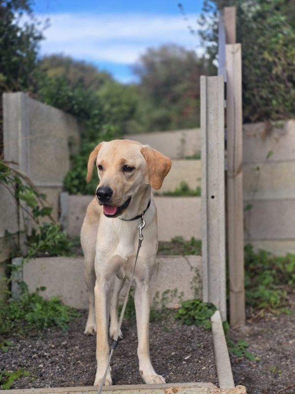Trained Pedigree Labrador For Sale – Meet Willow - Image 5