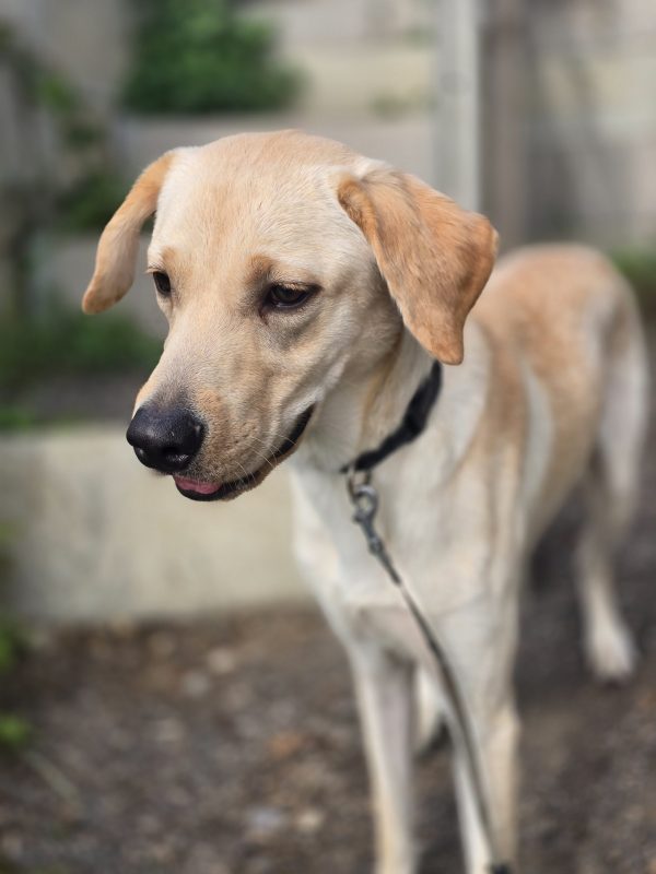 Trained Pedigree Labrador For Sale – Meet Willow - Image 4