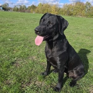 Nelly, a fully trained Labrador for sale at Woodland Labrador Academy in the UK