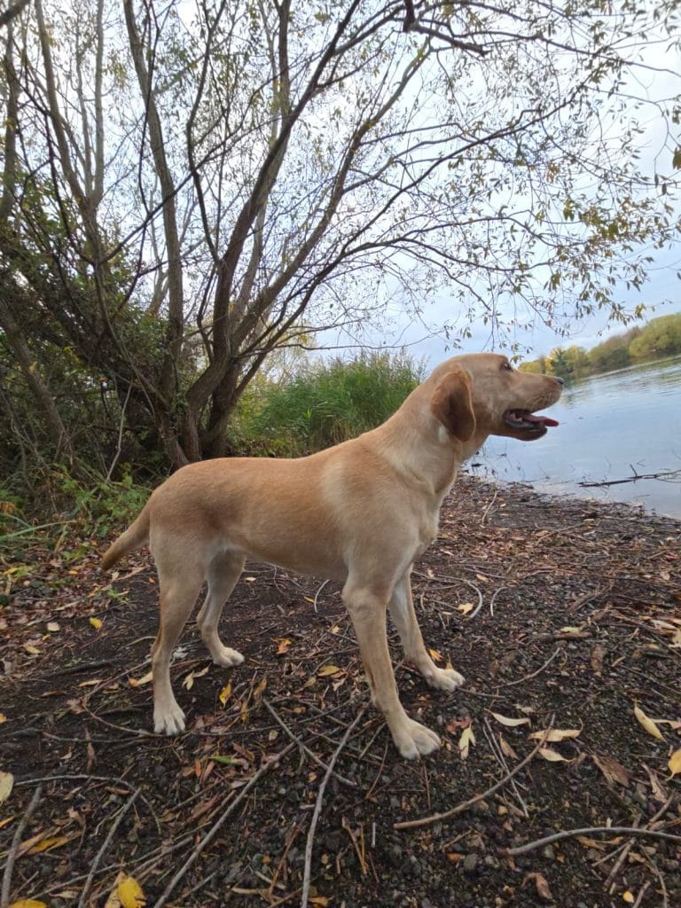 Nala the Labrador – sourced and trained by Woodland Labrador Academy UK