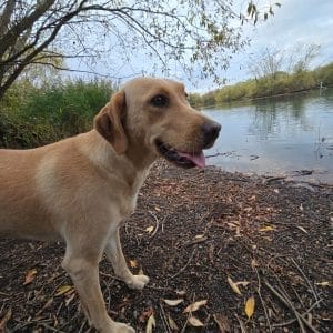Fully trained Labrador for sale UK – Nala from Woodland Labrador Academy