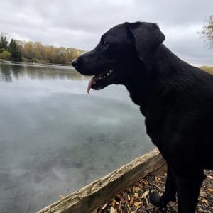 Trained Labrador Victor available for rehoming from Woodland Labrador Academy