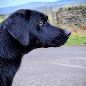 Archie the Labrador – sourced and trained by Woodland Labrador Academy UK