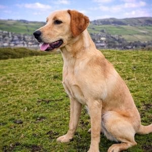Teddy – trained Labrador available to rehome in the UK from Woodland Labrador