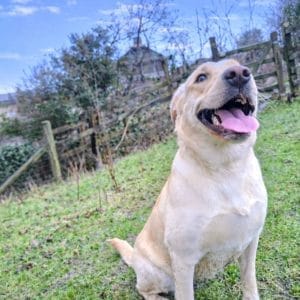 Lily the Labrador – sourced and trained by Woodland Labrador Academy UK