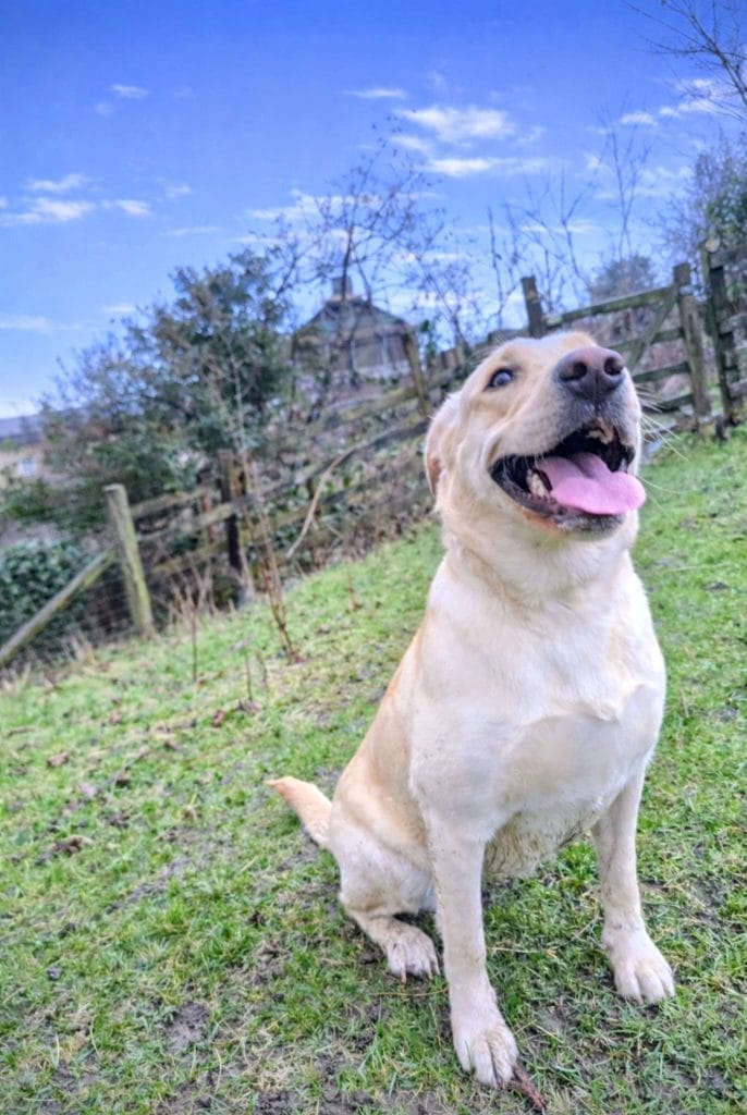 Lily, a yellow Labrador, sitting on a grassy slope beside a fence, looking up with a big happy smile
