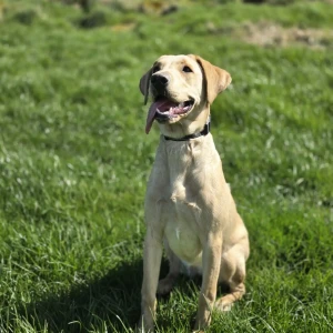 Calm trained pedigree Labrador named Lyla sitting attentively during training session