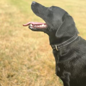 Lucy – 1 Year Old Pedigree Labrador