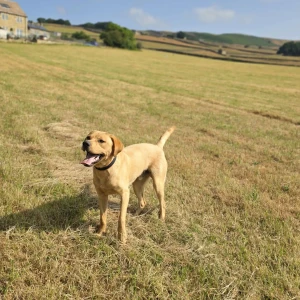 Trained Pedigree Labrador - Freddie