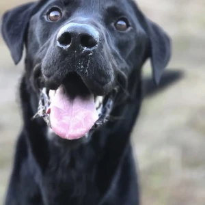 Meet Harvey – KC Pedigree