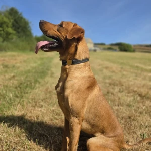 Trained Pedigree Labrador - Redford