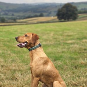 Ronnie the Red Fox Labrador