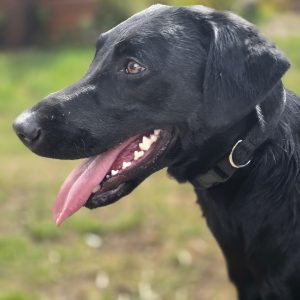 Jade - Black Labrador
