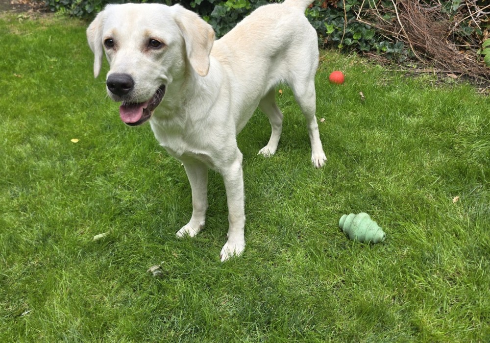 Snowy, a white Labrador, standing on a garden lawn beside his ball, tail up and ready to play