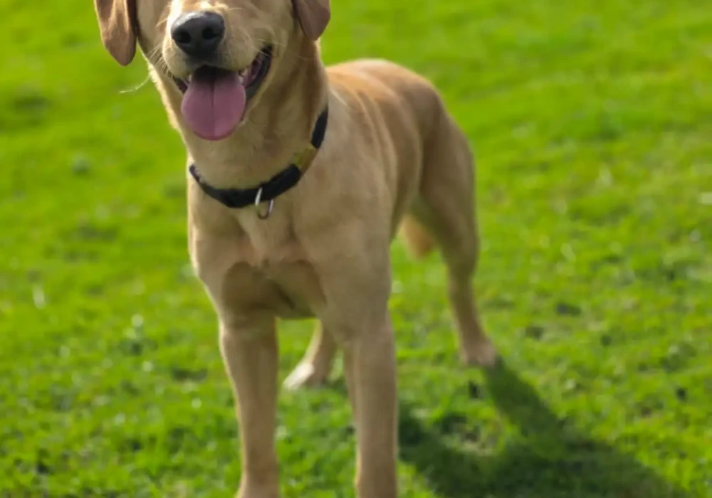 Calm trained pedigree Labrador Retriever named Tom standing during obedience training