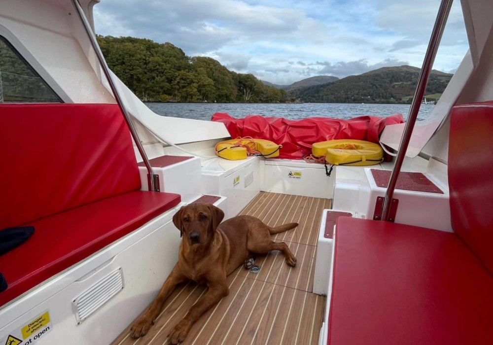 Fox-red Labrador lying settled on the wooden deck of a small boat, calm on the water with wooded hills behind