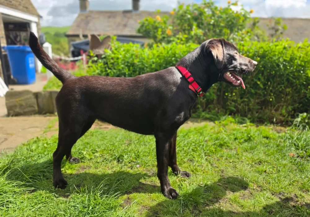 Hazel, a calm chocolate Labrador, sitting attentively and looking directly at the camera with a gentle expression