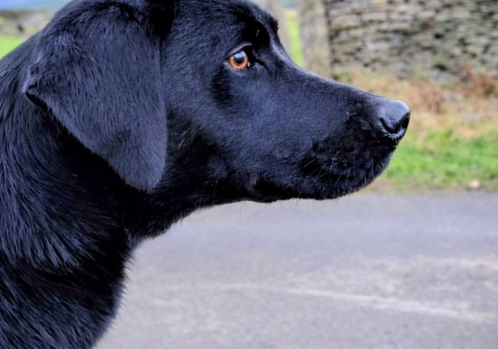 Archie, a black Labrador, in close-up profile on a country lane with moorland and drystone walls behind
