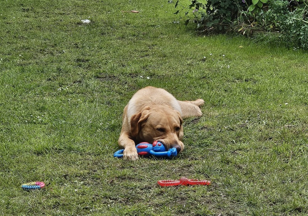 Young fox-red Labrador lying on the grass chewing a blue rubber toy during play training