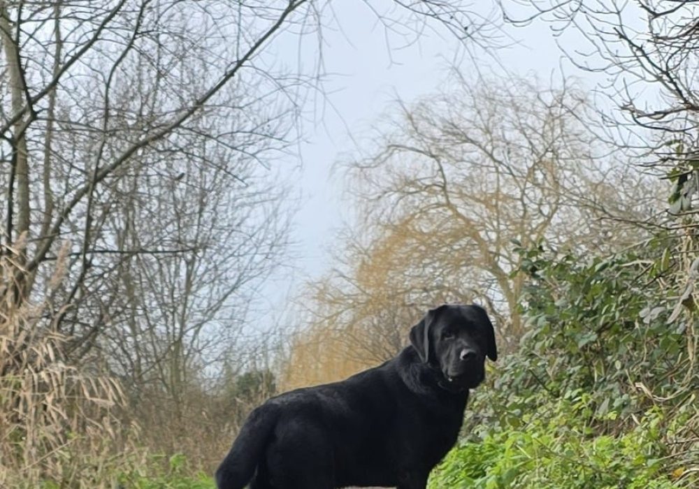Black Labrador standing on a narrow path between bare winter trees, looking back over its shoulder