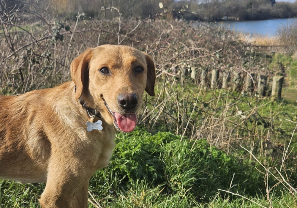 Peaches, a golden Labrador, standing in grass beside a lake on a bright day, tongue out and happy
