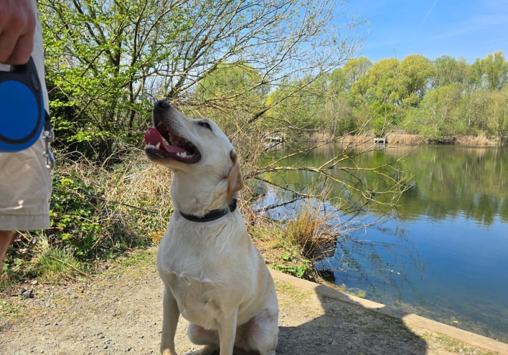 Luna, a yellow Labrador, sitting beside her handler at the lakeside, looking up attentively for the next cue