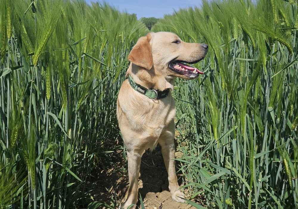 William, a yellow Labrador, sitting steadily among tall green cereal crops on a bright summer day