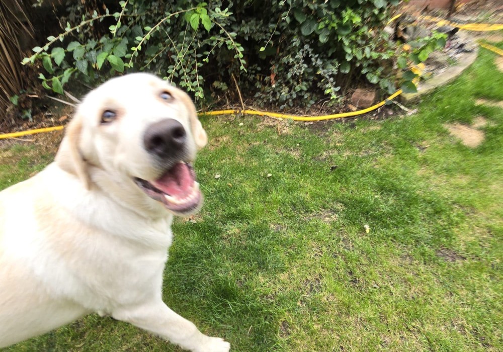 Alfred, a cream Labrador, close up on the lawn with a bright, cheerful expression