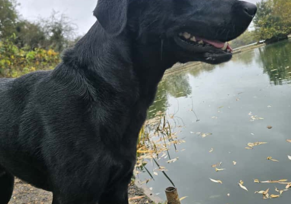 Victor the Labrador – sourced and trained by Woodland Labrador Academy UK