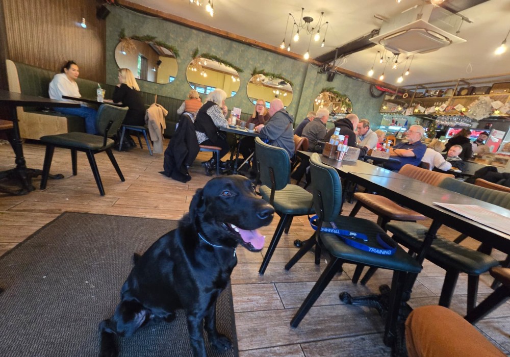 Victor – trained Labrador available to rehome in the UK from Woodland Labrador