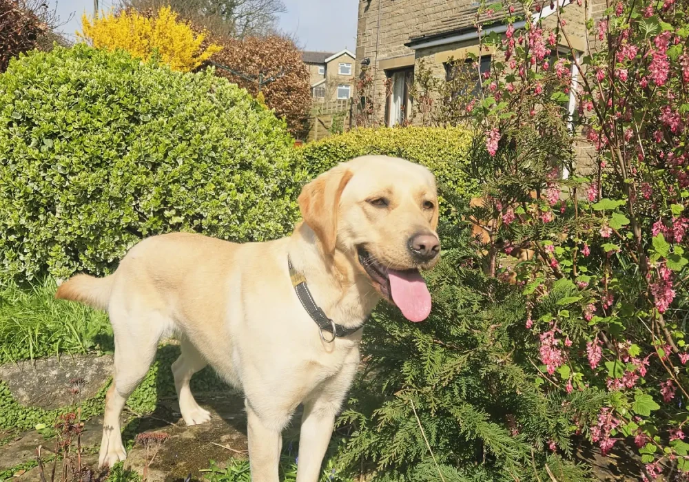 Calm trained pedigree Labrador named Goldie sitting attentively during outdoor obedience training